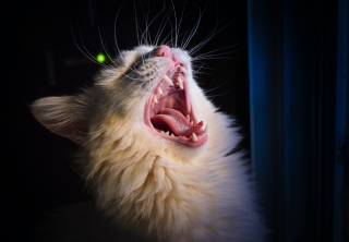 Pet Dentistry