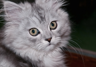 Handling exercises for puppies and kittens