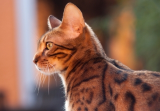 Avoiding urine marking by cats